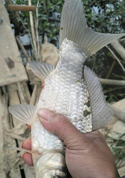 河水鲫鱼垂钓技巧是什么？如何提高垂钓成功率？  第1张