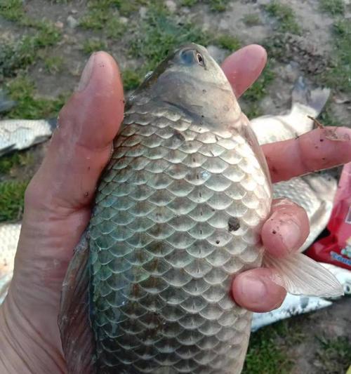 河水鲫鱼垂钓技巧是什么？如何提高垂钓成功率？  第2张