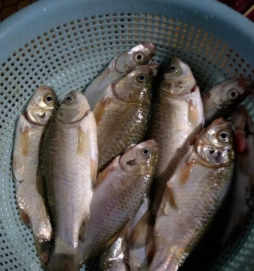 河水鲫鱼垂钓技巧是什么？如何提高垂钓成功率？  第3张
