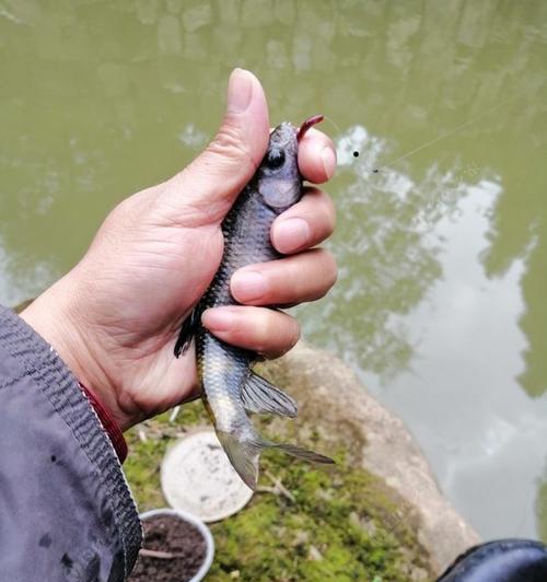 河水渠沟里钓鱼技巧是什么？如何提高钓鱼成功率？  第2张