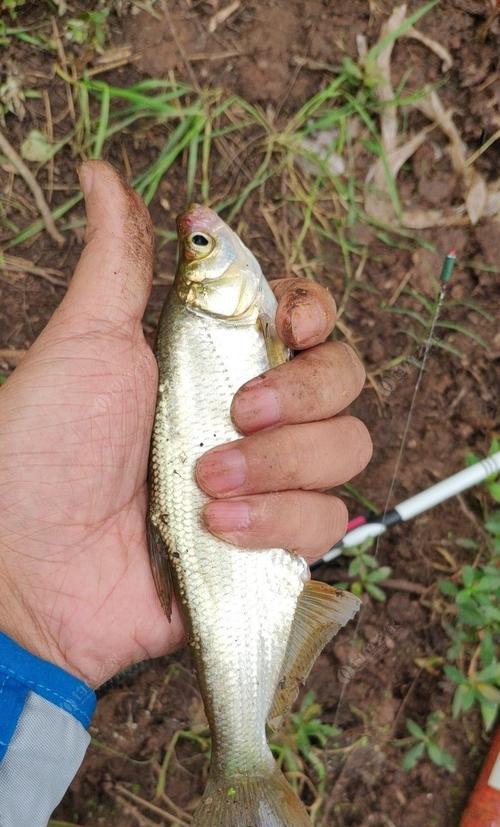 河水深水钓鱼技巧教程？如何提高深水钓鱼的成功率？  第3张