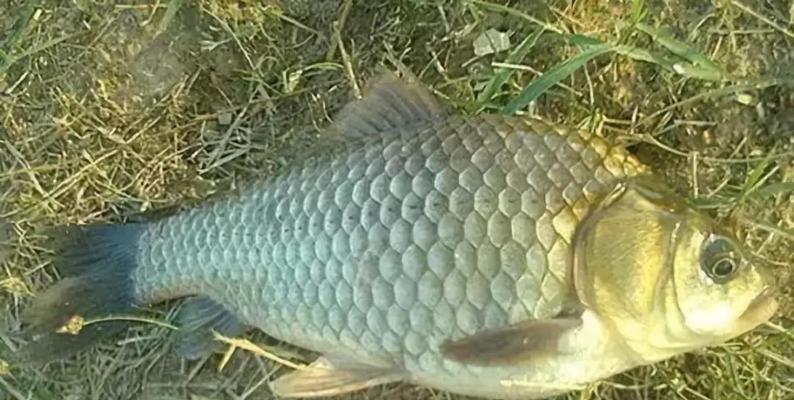 河水野钓鲫鱼技巧及方法是什么？如何提高钓鲫鱼的成功率？  第3张