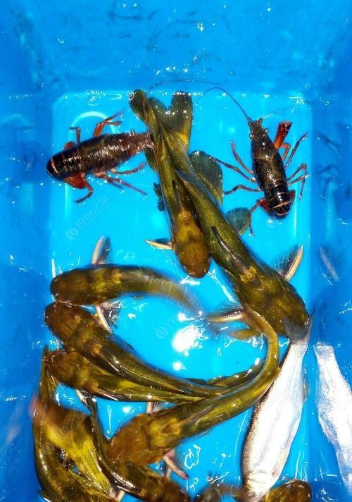 河滩夜钓黄辣丁技巧有哪些？如何提高钓获率？  第1张