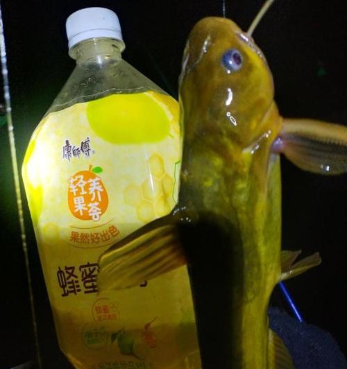 河滩夜钓黄辣丁技巧有哪些？如何提高钓获率？  第2张