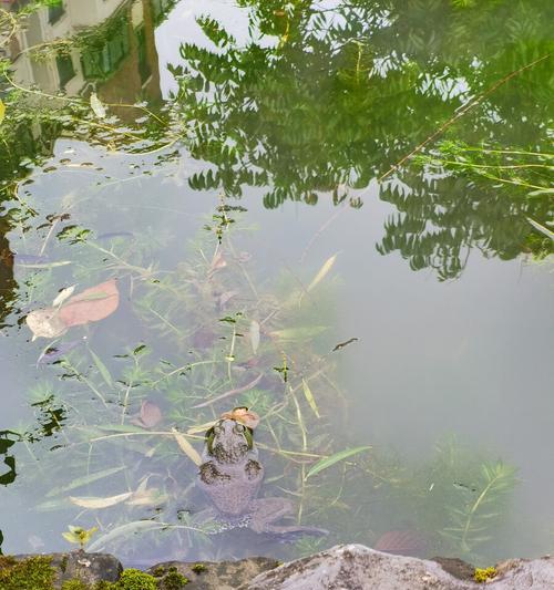 河塘钓鱼打窝技巧是什么？如何正确使用打窝技巧提高钓鱼效率？  第3张