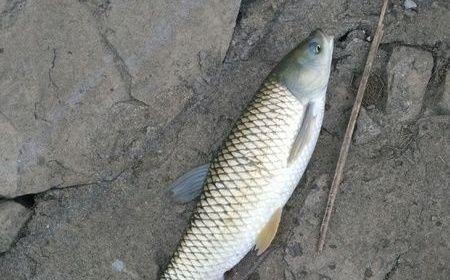 河溪流水钓草鱼技巧和方法是什么？如何提高钓草鱼的成功率？  第1张