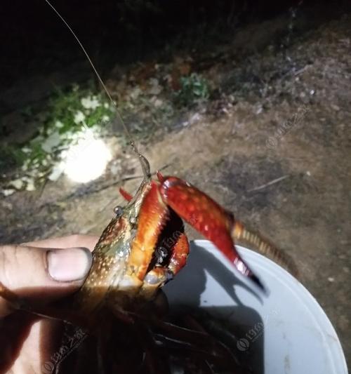 河虾钓鱼技巧教程简单吗？如何快速掌握？  第1张