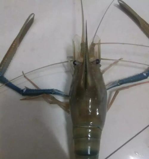 河虾钓鱼技巧教程简单吗？如何快速掌握？  第3张