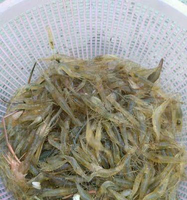 如何使用河虾作为鱼饵进行挂钩钓鱼？常见问题有哪些？  第1张