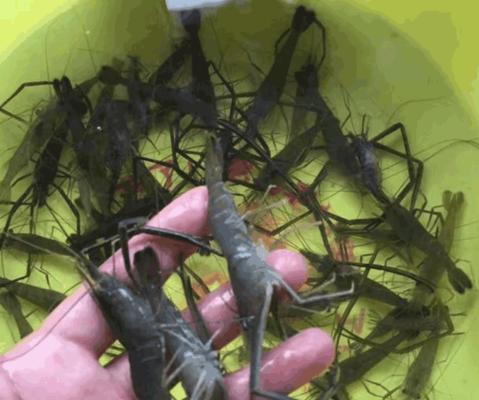 如何使用河虾作为鱼饵进行挂钩钓鱼？常见问题有哪些？  第3张