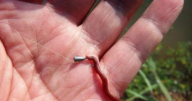 河中钓鱼小技巧教学？如何提高钓获率？  第1张