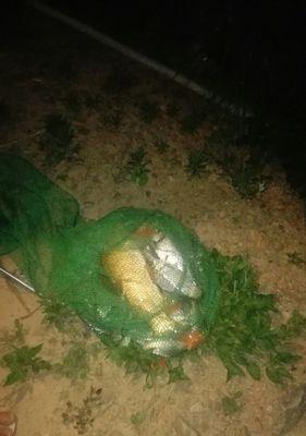 河中浑水夜钓鲫鱼方法和技巧是什么？如何提高钓鲫鱼的成功率？  第1张