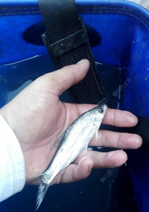 河中间抛竿钓鱼技巧有哪些？如何提高钓鱼成功率？  第2张