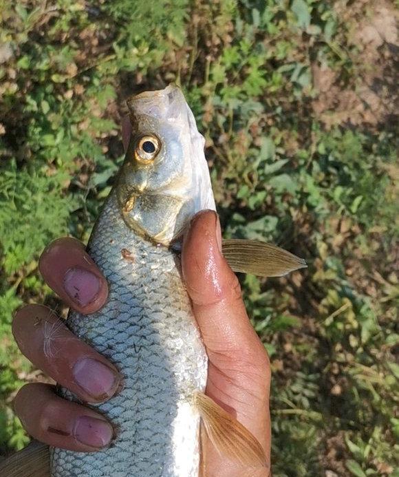 河中野钓技巧教学？如何提高钓鱼成功率？  第3张