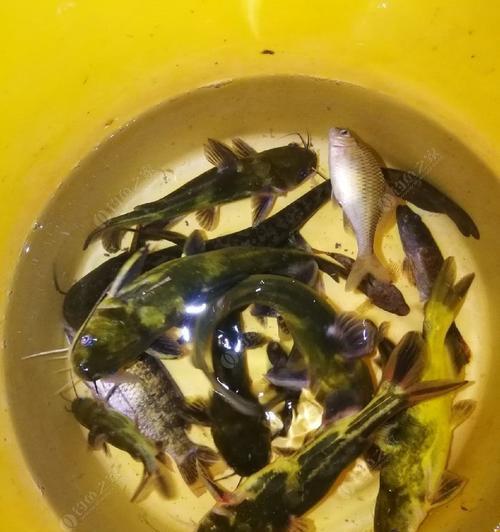 夜钓黄骨鱼有哪些技巧？荷花池夜钓黄骨鱼需要注意什么？  第1张
