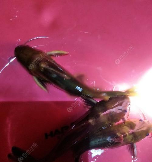 夜钓黄骨鱼有哪些技巧？荷花池夜钓黄骨鱼需要注意什么？  第3张