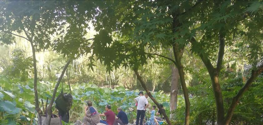 荷花池钓鱼技巧教程？如何提高钓获率？  第1张