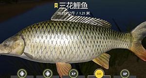 荷花池钓鱼技巧教程？如何提高钓获率？  第3张