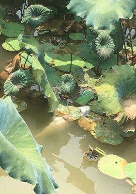 荷花池钓鱼技巧教学？如何提高钓鱼成功率？  第3张