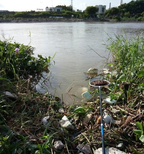 荷花池钓鱼选钓位技巧是什么？如何选择最佳钓位？  第1张
