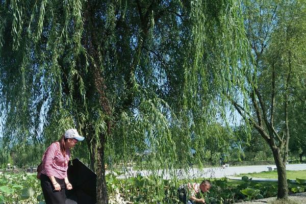 荷花池塘钓鱼技巧有哪些？如何提高钓鱼成功率？  第1张