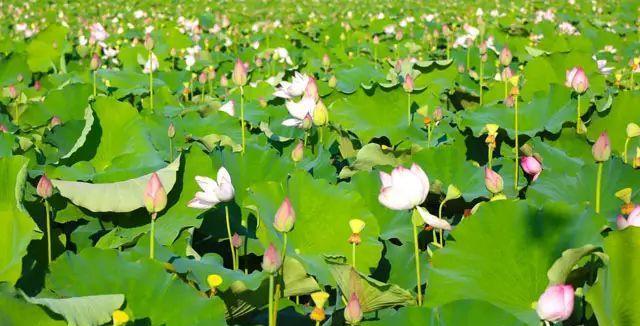 荷花池塘钓鱼技巧有哪些？如何提高钓鱼成功率？  第3张