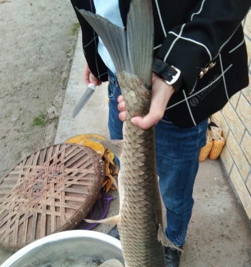 荷花池野钓大草鱼技巧有哪些？如何提高钓获率？  第1张