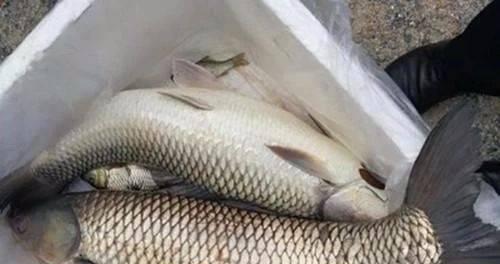 荷花池野钓大草鱼技巧有哪些？如何提高钓获率？  第3张