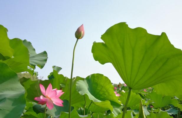 荷花钓鱼技巧教程？如何提高钓荷花的成功率？  第1张