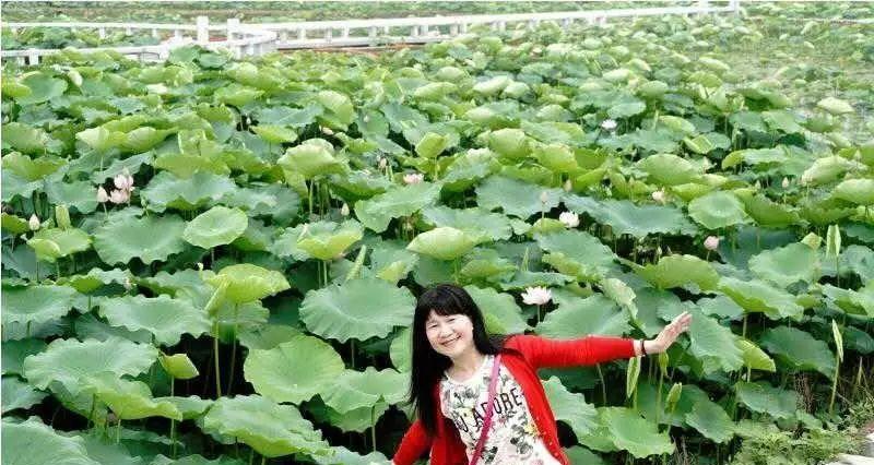 荷花水钓鱼技巧和方法有哪些？如何提高钓鱼成功率？  第1张