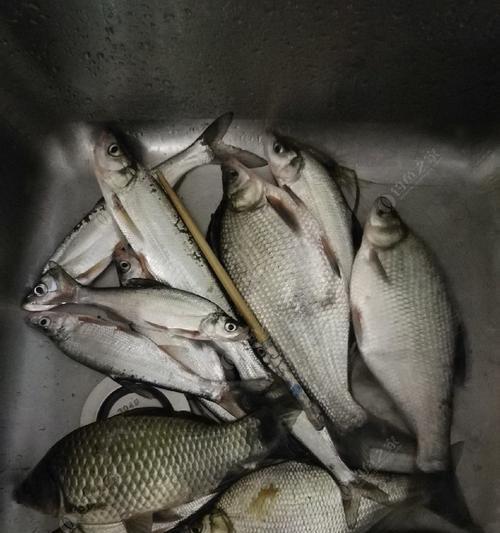 荷花塘夜钓技巧是什么？如何提高夜钓成功率？  第2张