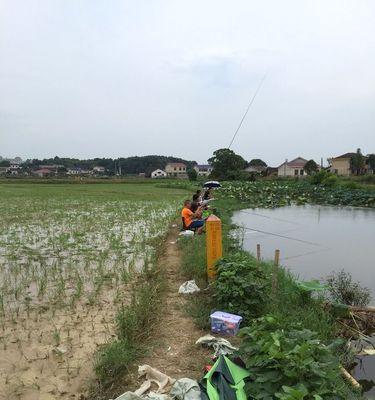 荷花围水钓鱼技巧有哪些？如何提高钓鱼成功率？  第2张