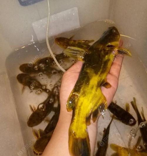 夜钓黄骨鱼有哪些技巧？如何提高荷塘夜钓黄骨鱼的成功率？  第3张