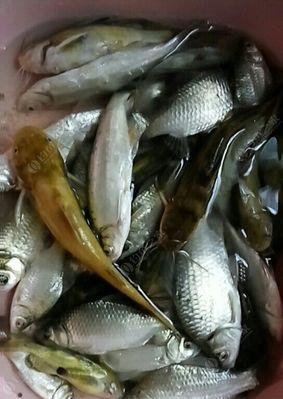 夜钓黄骨鱼有哪些技巧？如何提高荷塘夜钓黄骨鱼的成功率？  第2张