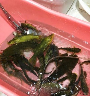 夜钓黄骨鱼有哪些技巧？如何提高荷塘夜钓黄骨鱼的成功率？  第1张