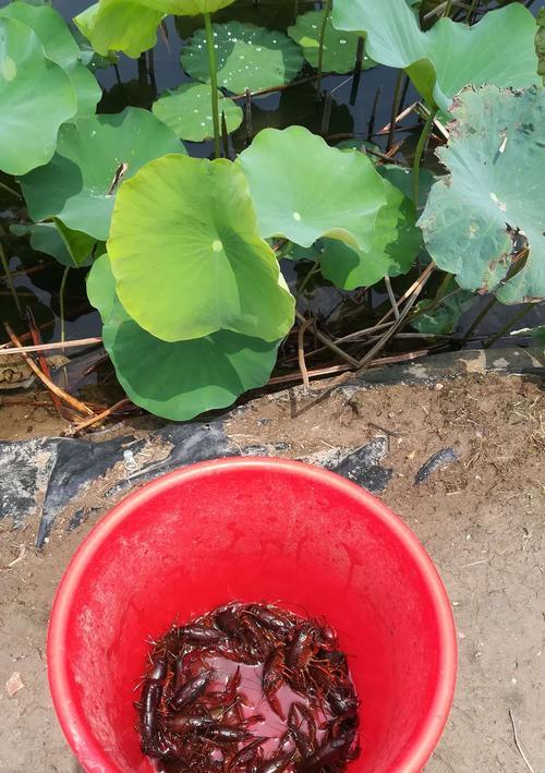 荷塘钓鱼技巧教程？如何提高钓鱼成功率？  第1张