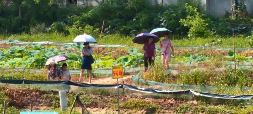 荷塘小龙虾垂钓技巧有哪些？如何提高垂钓成功率？  第3张