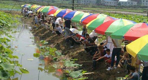 荷叶钓鱼正确方法和技巧是什么？如何提高钓鱼效率？  第2张