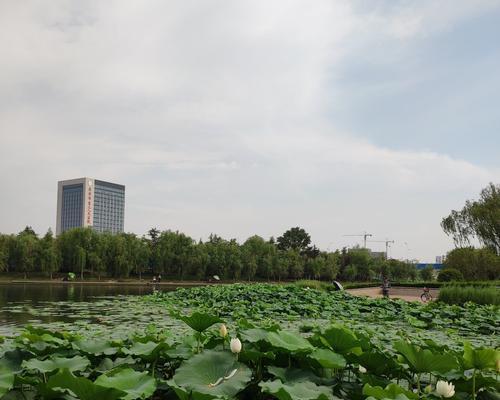 荷叶间钓鱼技巧有哪些？如何提高钓鱼成功率？  第3张