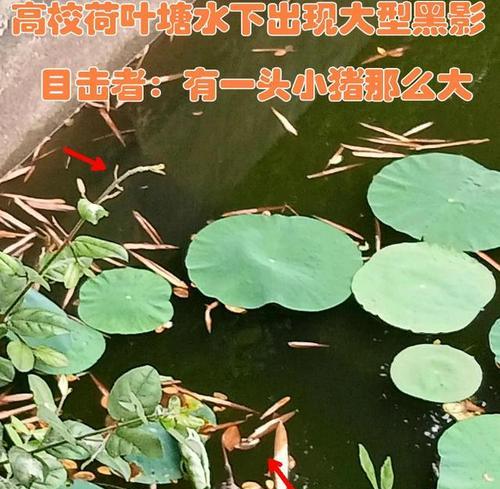 荷叶空隙钓鱼技巧是什么？如何提高钓鱼成功率？  第2张