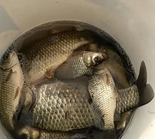 贺兰县水域冰钓技巧有哪些？如何安全有效地进行冰钓？  第3张