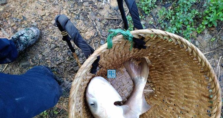 鹤壁泥鳅钓鱼技巧有哪些？如何提高钓获率？  第1张