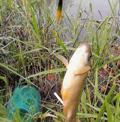 鹤鸣湖钓鱼技巧有哪些？如何提高钓鱼成功率？  第2张