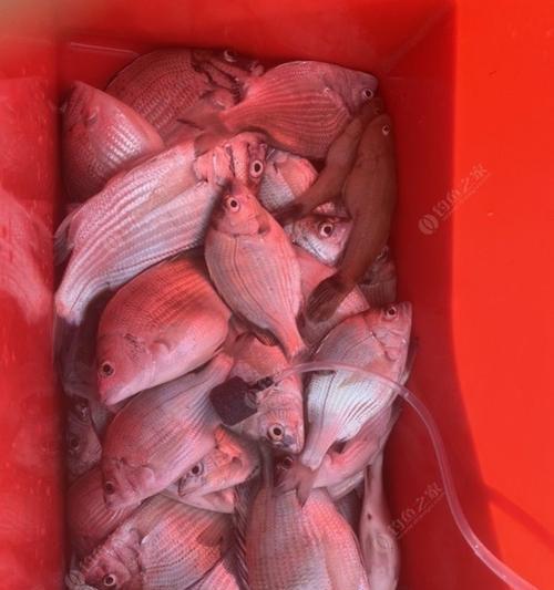 黑鲷浮游矶钓技巧有哪些？如何提高钓获率？  第1张