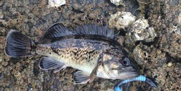 黑鲷浮游矶钓技巧有哪些？如何提高钓获率？  第3张