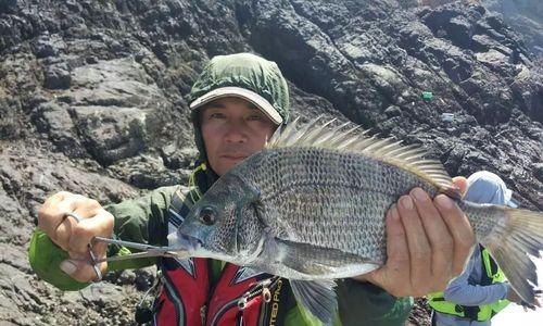 黑鲷鱼钓鱼技巧有哪些？如何提高钓获率？  第3张