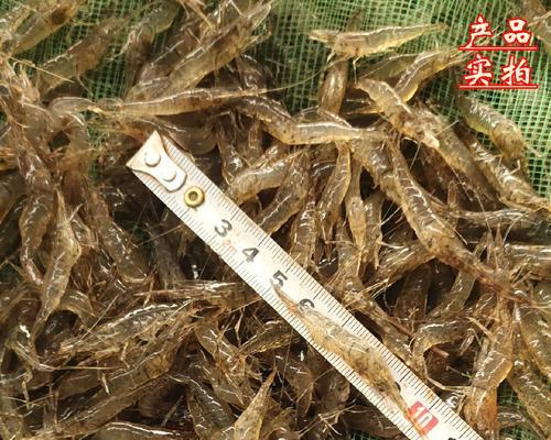 黑壳虾钓鱼技巧和方法有哪些？如何提高钓获率？  第1张