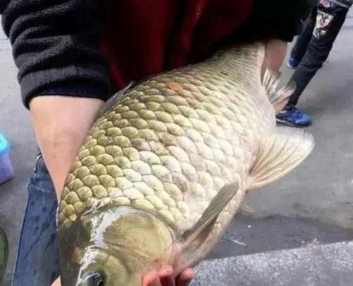 黑坑草鱼钓鱼技巧和方法有哪些？如何提高钓获率？  第3张