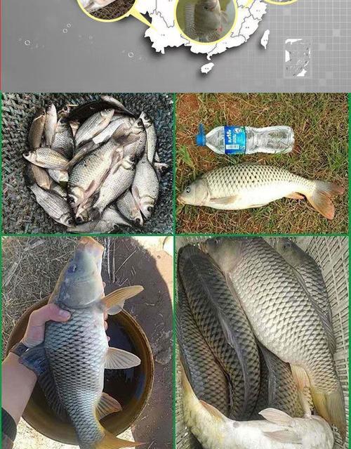 黑坑草鱼钓鱼技巧教学？如何提高钓获率？  第2张
