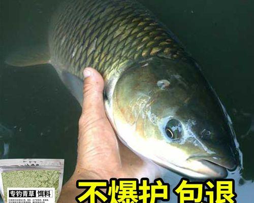 黑坑草鱼钓鱼技巧有哪些？如何提高钓获率？  第3张